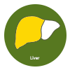 Liver